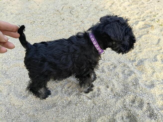 Sznaucer miniaturowy FCI pieski