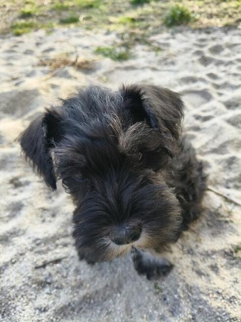 Sznaucer miniaturowy FCI pieski