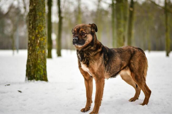 Luna-stabilny i spokojny dom potrzebny dla suczki