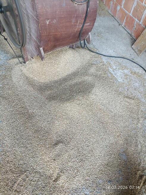 żyto jare do siewu, zamiast owies