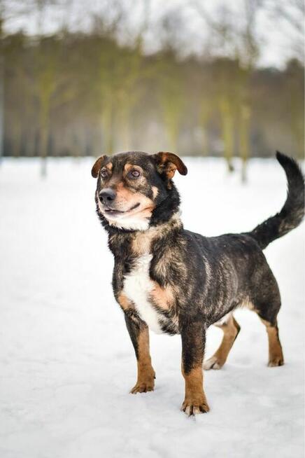 Boguś-starszy psiak, pokochaj podaruj dom