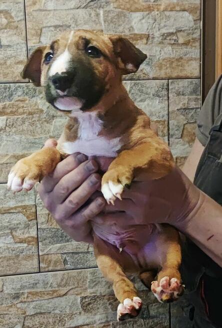 Bulterier miniaturowy FCI ZKwP szczenięta