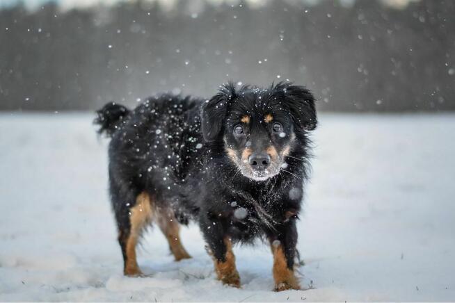 Uszatek-delikatny psiak czeka na spokojny i cierpliwy dom