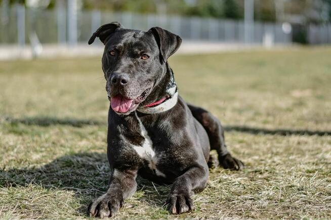Hades-pies mocno w typie rasy czeka na świadomą adopcję