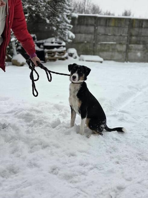 Luna-odpowiedzialny i świadomy dom potrzebny dla suczki
