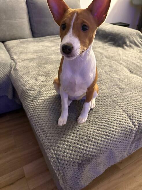 Basenji szczenięta