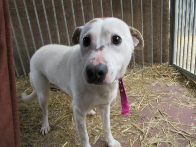 Białasek do adopcji