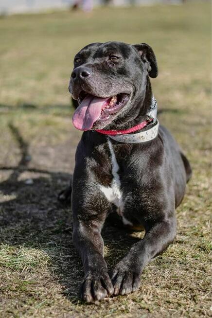 Hades-pies mocno w typie rasy czeka na świadomą adopcję