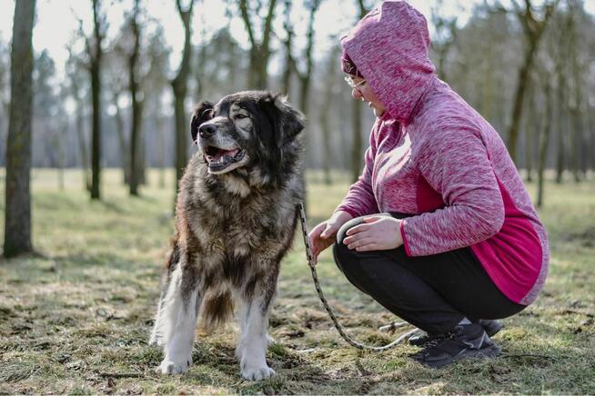 Bary - duży starszy psiak psiak do pilnej adopcji