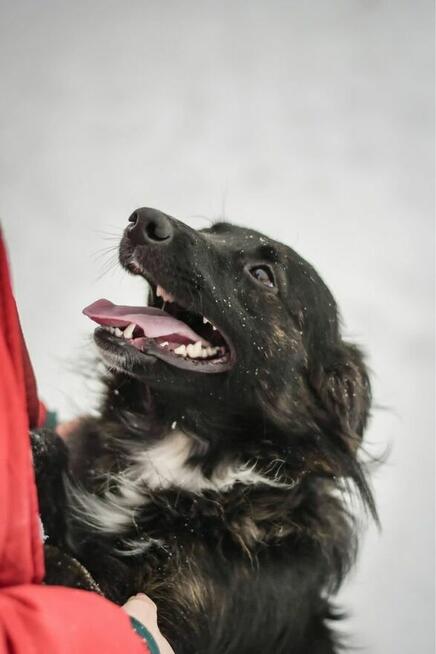 Miki-młody a już poznał smak bezdomności-czeka na dom