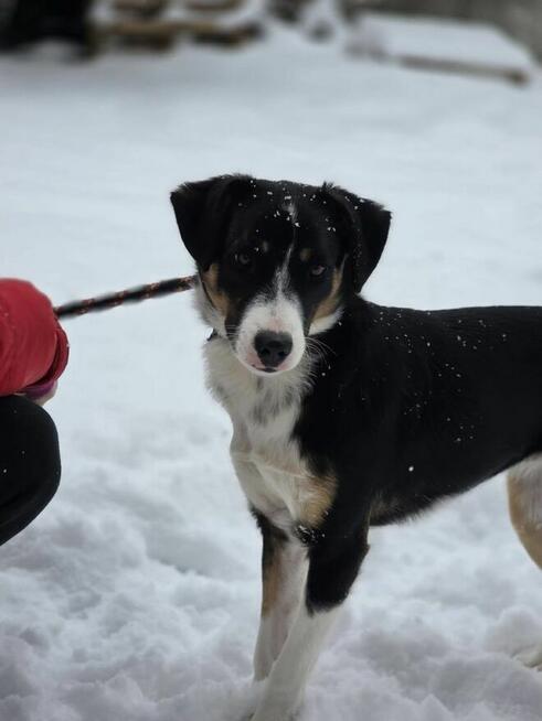 Luna-odpowiedzialny i świadomy dom potrzebny dla suczki