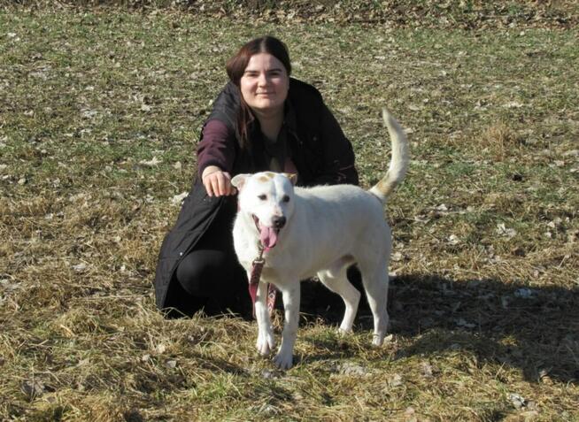 Białasek do adopcji