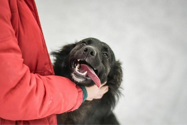 Miki-młody a już poznał smak bezdomności-czeka na dom