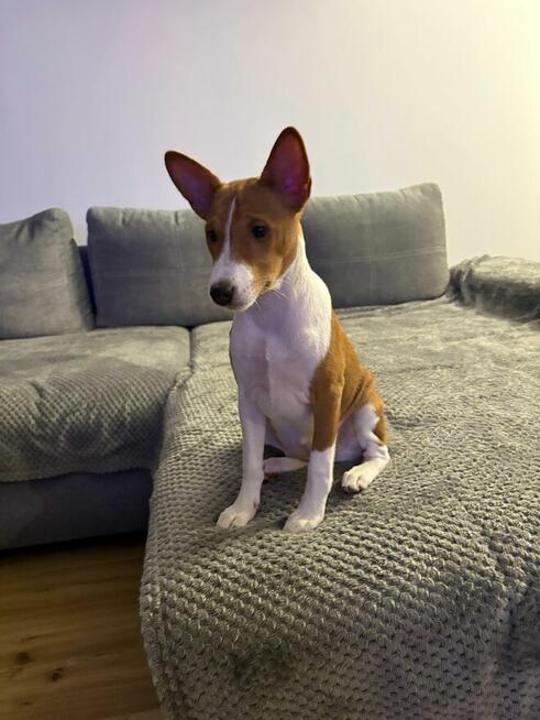 Basenji szczenięta