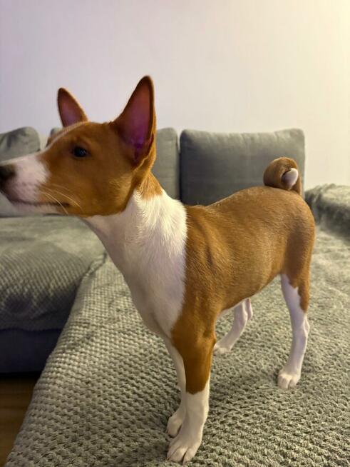 Basenji szczenięta