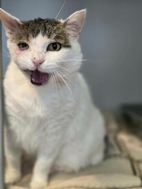 Balon wygrał walkę o życie, teraz potrzebuję domku!