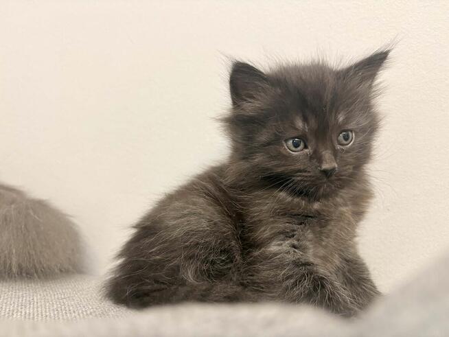 Koty syberyjski niebieski