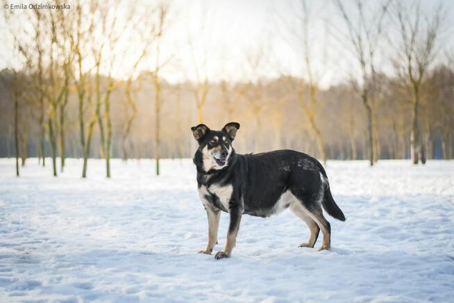 Mela-średniej wielkości delikatna suczka do adopcji