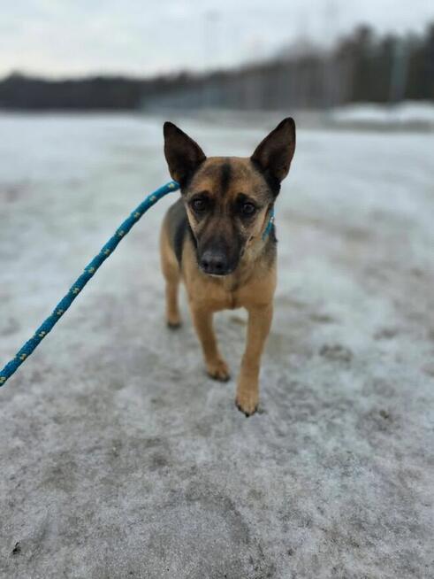 Uszatek-delikatny, nieśmiały, mały pies czeka na spokojny dom