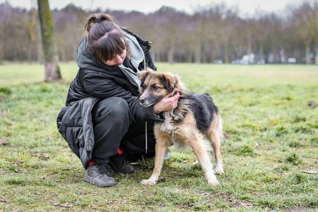Kudłaty-pies zdjęty z łańcucha czeka na prawdziwy dom