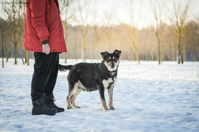 Mela-średniej wielkości delikatna suczka do adopcji