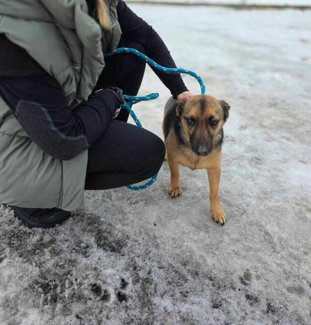 Uszatek-delikatny, nieśmiały, mały pies czeka na spokojny dom