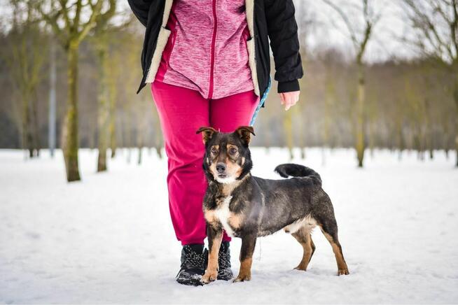 Boguś-starszy psiak, pokochaj podaruj dom