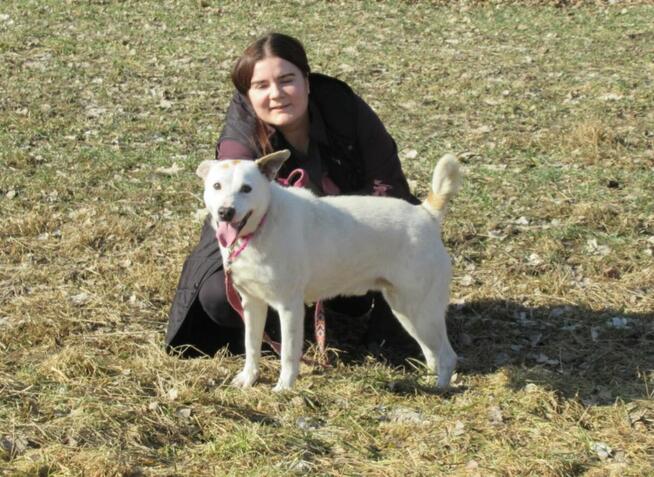 Białasek do adopcji