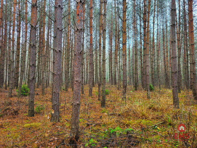 Działka leśna Dubicze Cerkiewne,