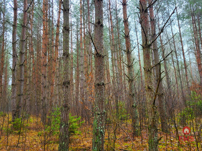 Działka leśna Dubicze Cerkiewne,