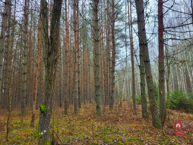 Działka leśna Dubicze Cerkiewne,