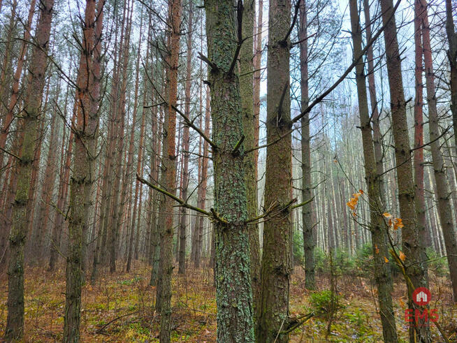 Działka leśna Dubicze Cerkiewne,