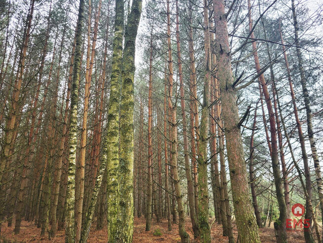 Działka leśna Dubicze Cerkiewne,