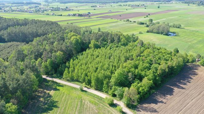 Działka leśna Stary Cydzyn gm. Piątnica