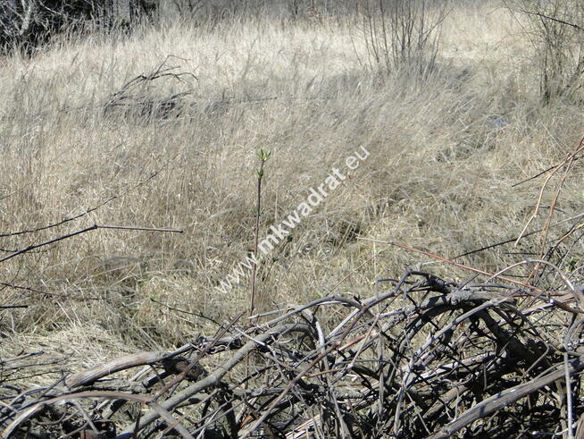 Pod segmenty Ursynów Okazja Pyry Leśne MPZP Warto!