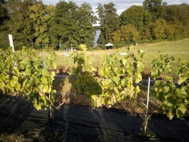 Działka z WZ, linią brzegową jeziora i winnicą