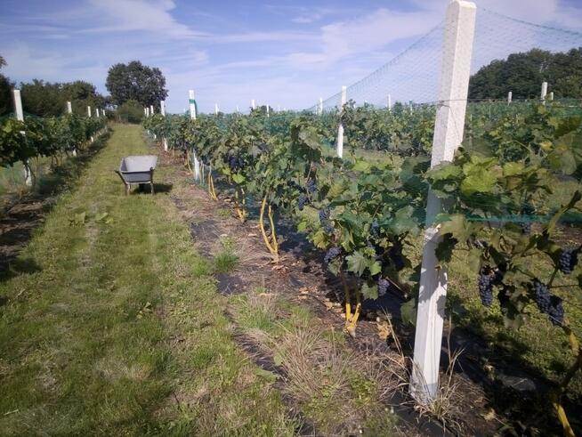 Działka z WZ, linią brzegową jeziora i winnicą