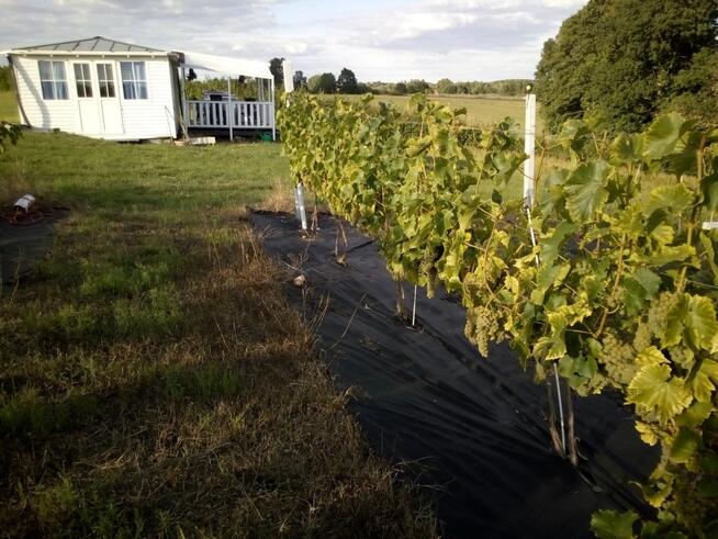 Działka z WZ, linią brzegową jeziora i winnicą