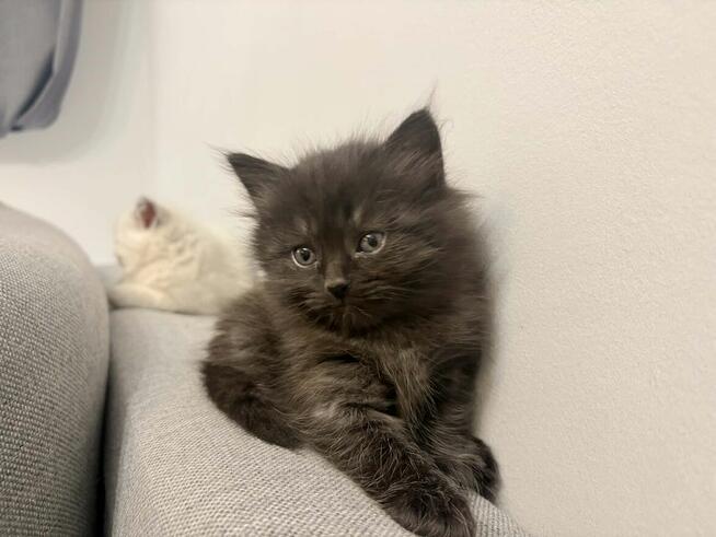 Koty syberyjski niebieski