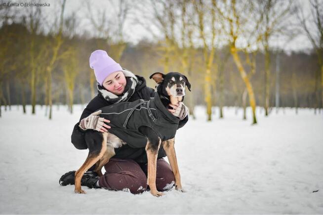 Afgan-podaruj dom starszemu psiakowi-pilna adopcja