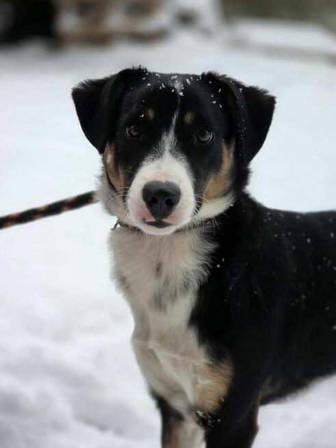 Luna-odpowiedzialny i świadomy dom potrzebny dla suczki