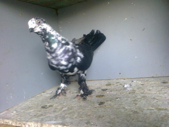 motyl warszawski -samiec