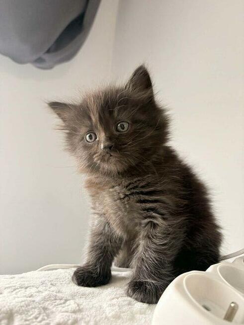 Koty syberyjski niebieski