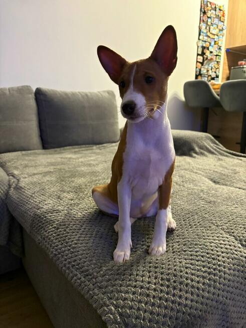 Basenji szczenięta