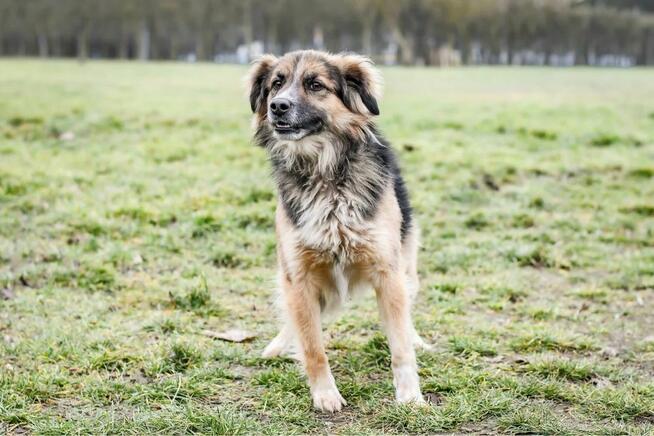 Kudłaty-pies zdjęty z łańcucha czeka na prawdziwy dom