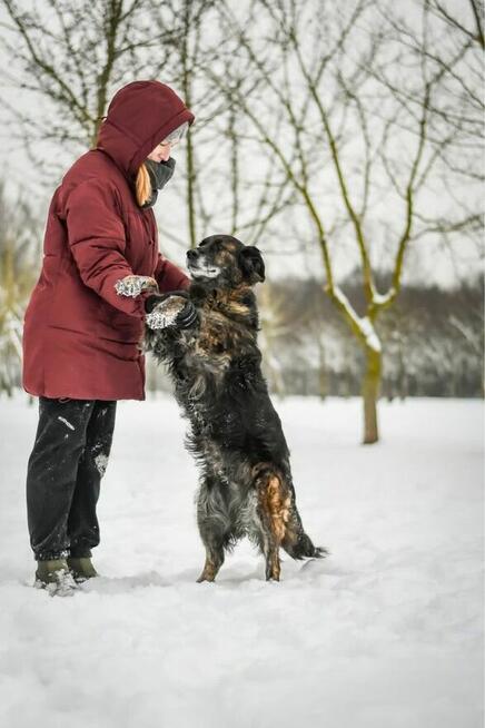 Hera - wspaniała suczka do adopcji