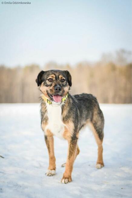 Polina-nieśmiała delikatna suczka czeka na cierpliwy dom