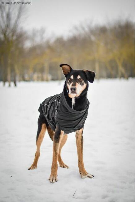 Afgan-podaruj dom starszemu psiakowi-pilna adopcja