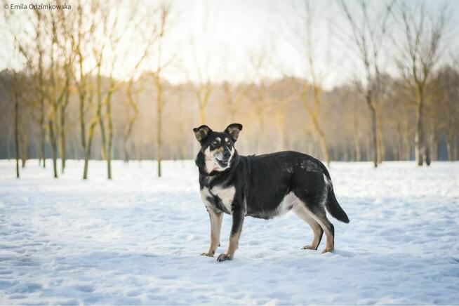 Mela-średniej wielkości delikatna suczka do adopcji