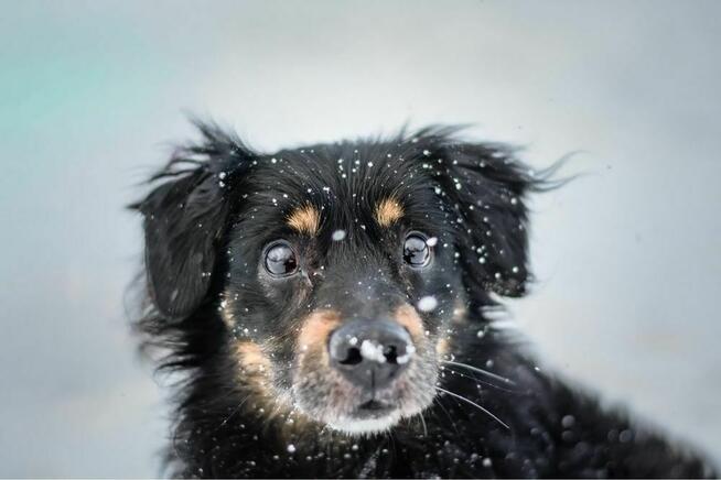 Uszatek-delikatny psiak czeka na spokojny i cierpliwy dom